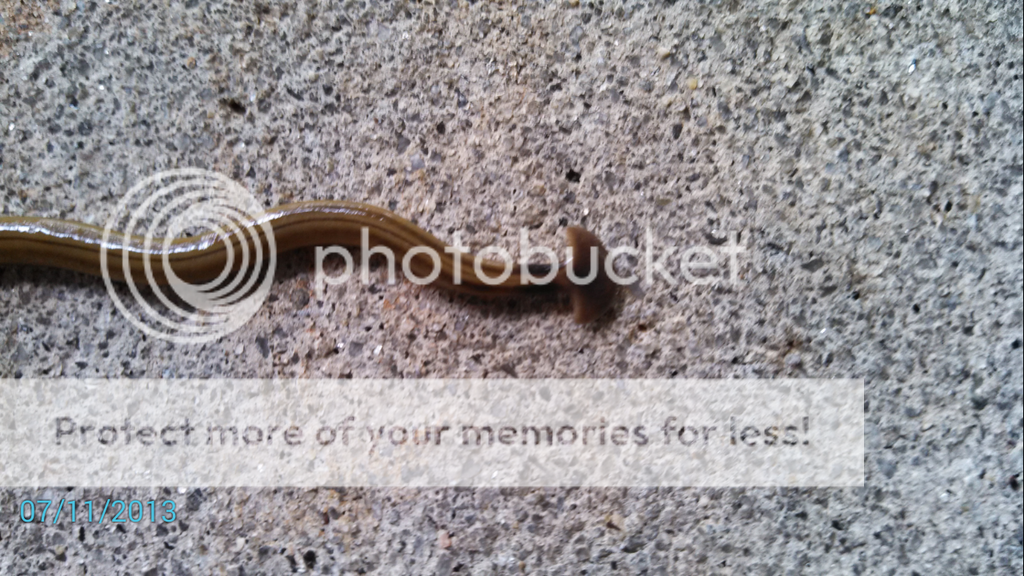 Hammerhead Slug/worm Outdoor News Forum