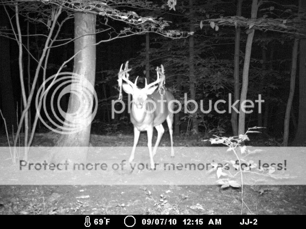 Velvet buck trail camera photo contest WINNERS! New Jersey Hunters